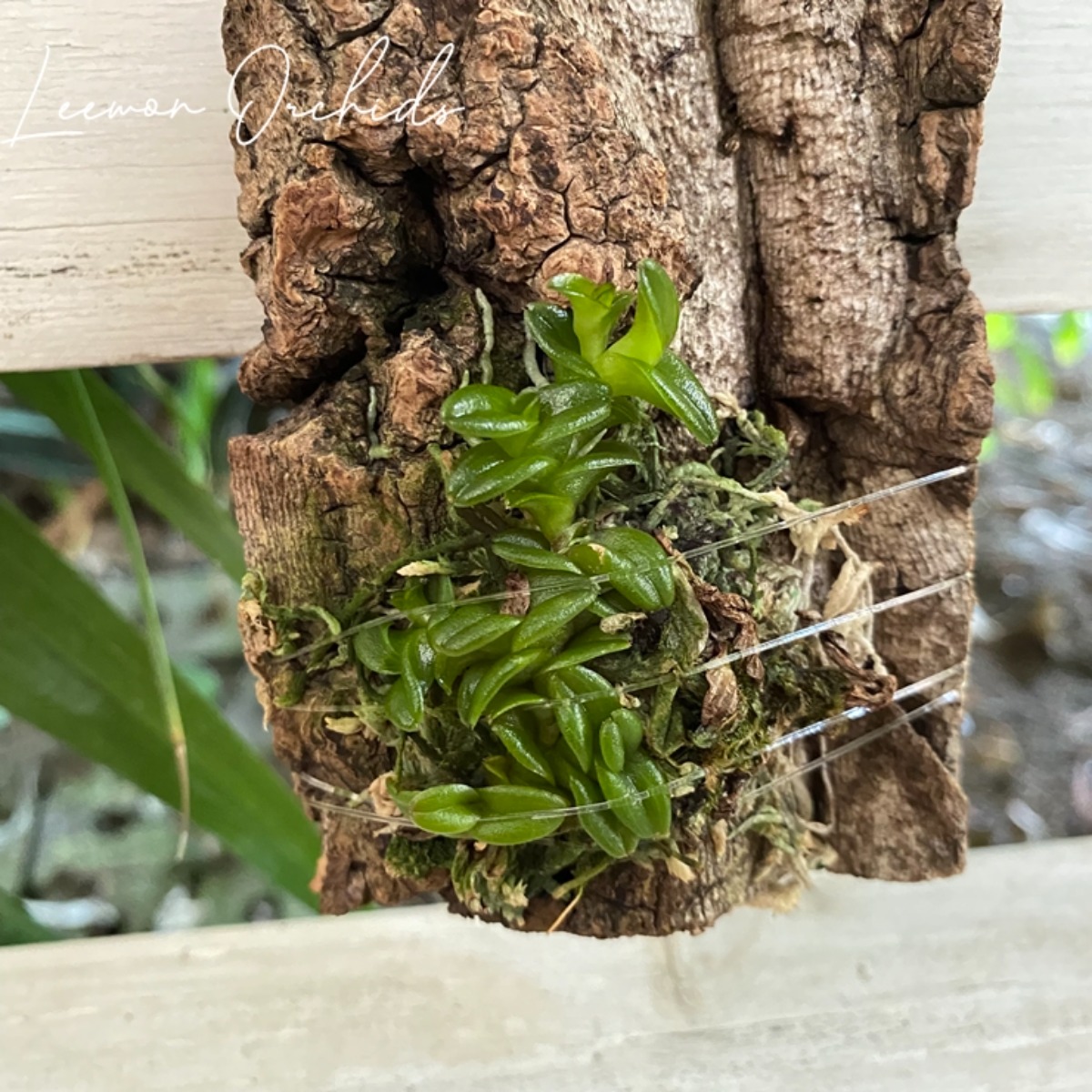 Epidendrum schlechterianum (굴피부작)