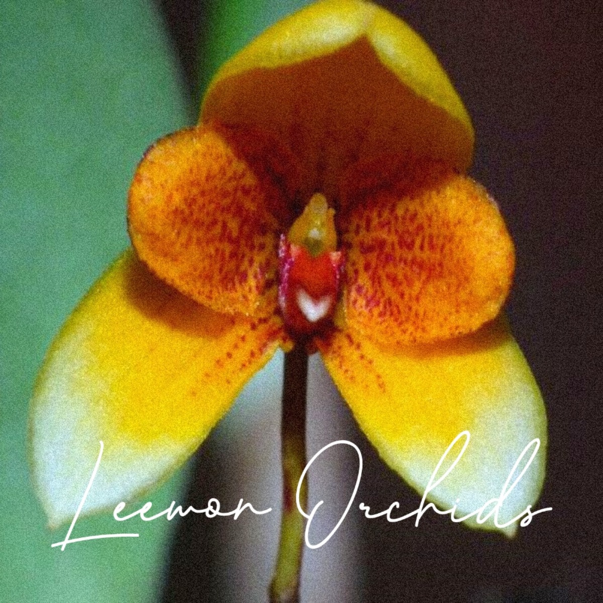 벌버필름 오셀레이텀 Bulbophyllum ocellatum
