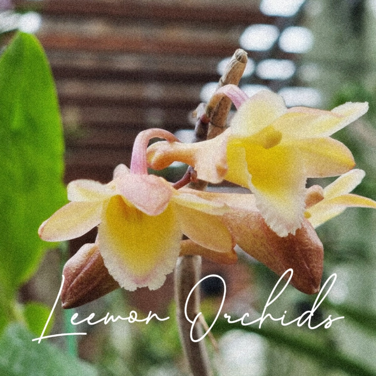 Dendrobium lampongense 덴드로비움 램폰젠스 (온라인 한정재고: 1)