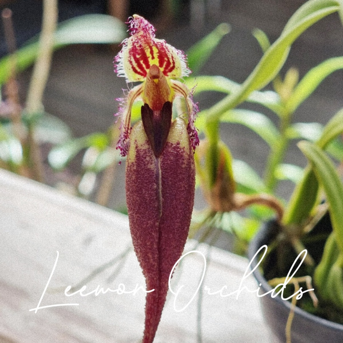 벌버필름 퍼티덤 Bulbophyllum putidum