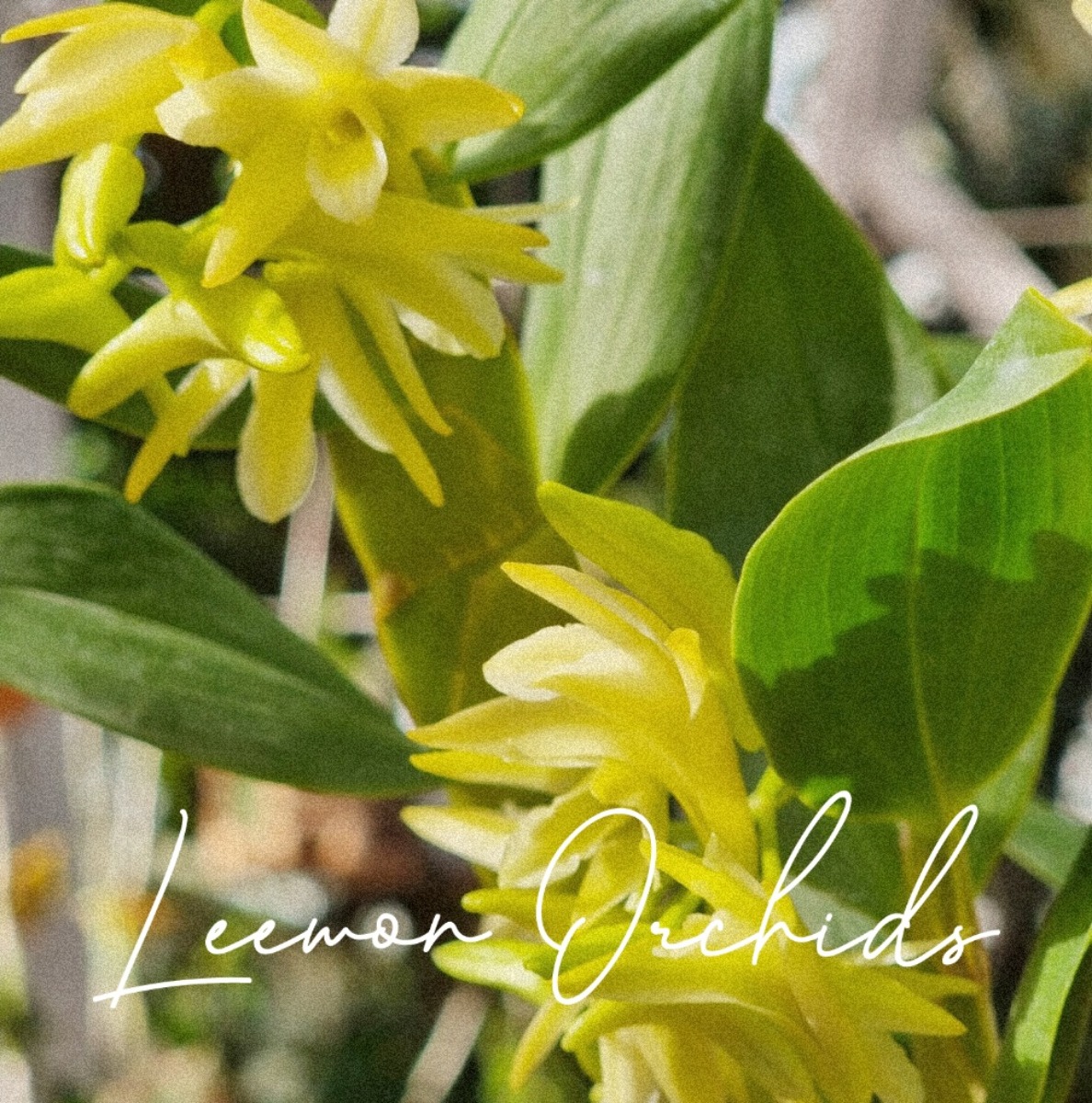 덴드로비움 프라티카우론 Dendrobium platycaulon (온라인 한정재고: 1) (현장판매 완료)