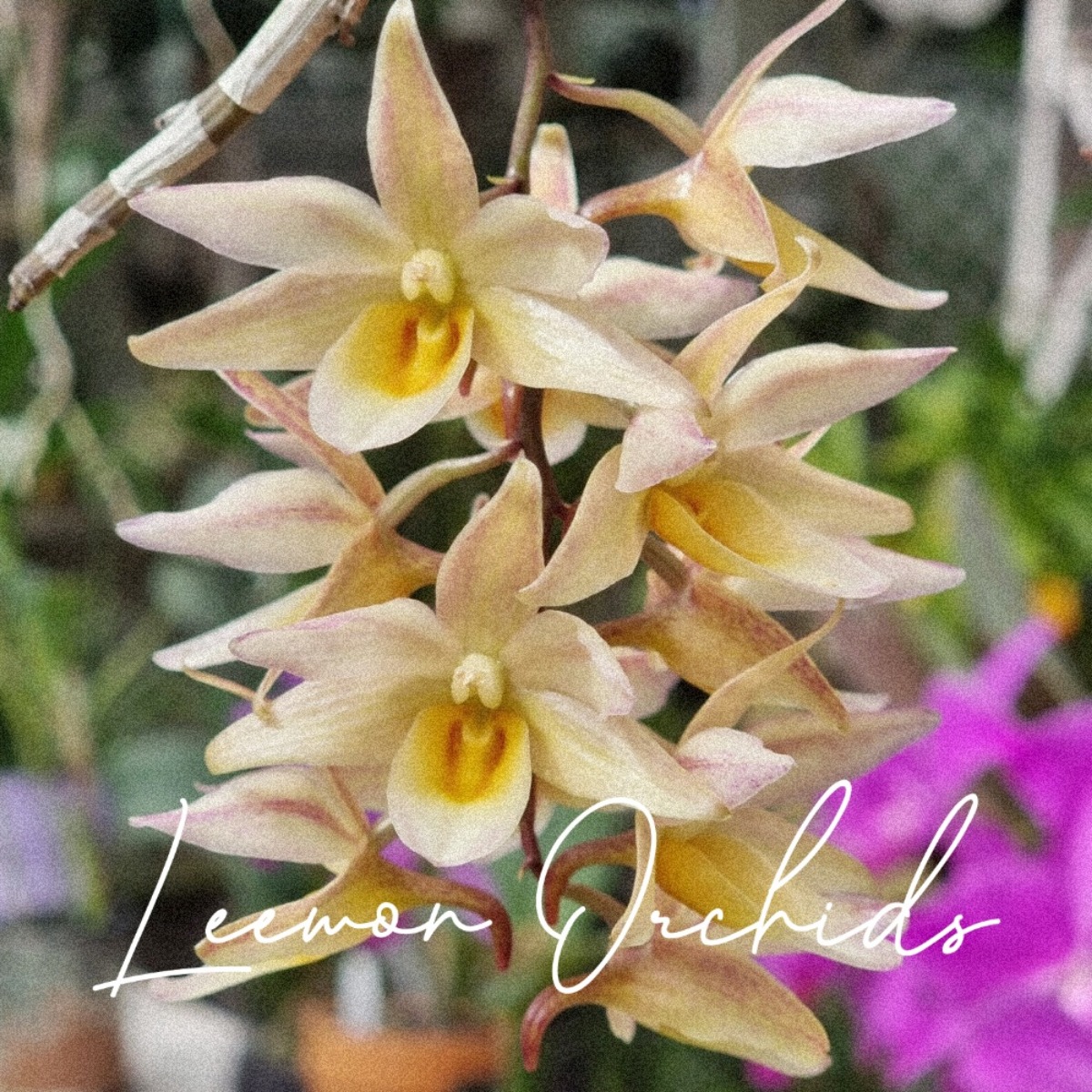 Dendrobium cymboglossum 덴드로비움 심보그로섬 (온라인 한정재고: 1)