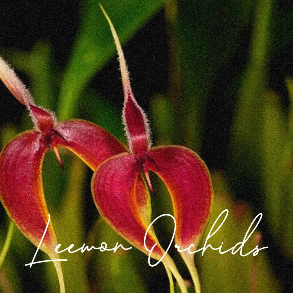벌보필럼 막실래어리 Bulbophyllum maxillare [=Bulbophyllum blumei] (온라인 한정재고: 5)