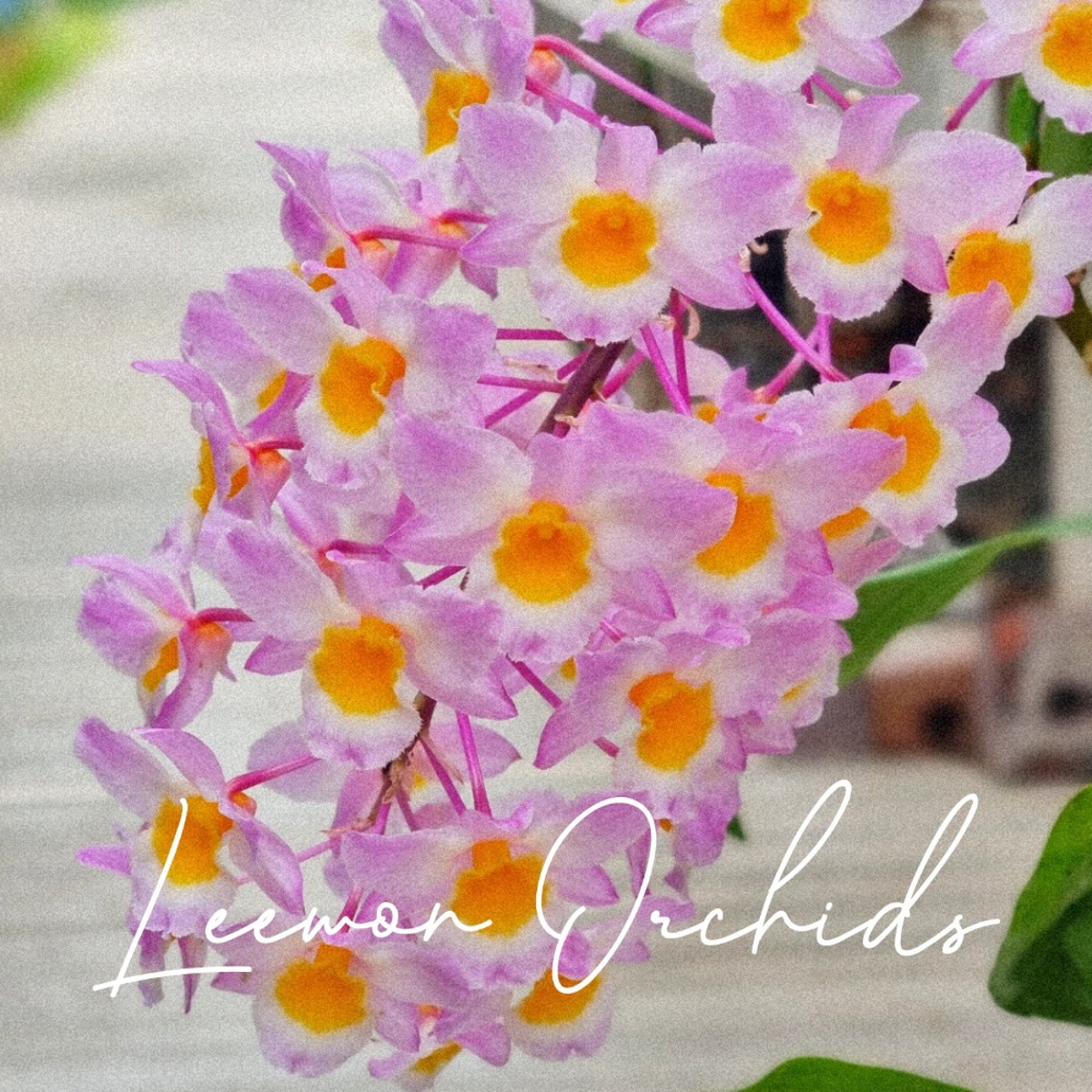 덴드로비움 아마빌리 Dendrobium amabile (온라인 한정재고: 1)