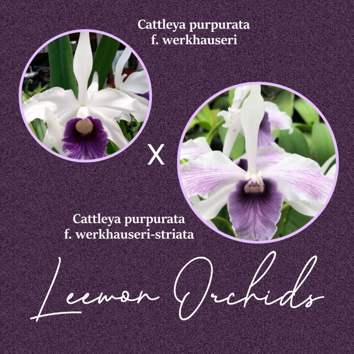 Cattleya purpurata x sib (f. werkhauseri x f. werkhauseri-striata) (온라인 한정재고: 2)