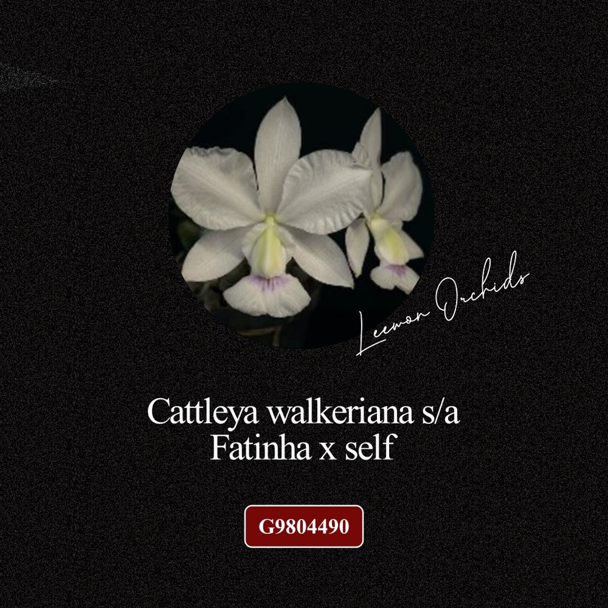 [BLACK EDITION- G9804490] Cattleya walkeriana s/a Fatinha x self