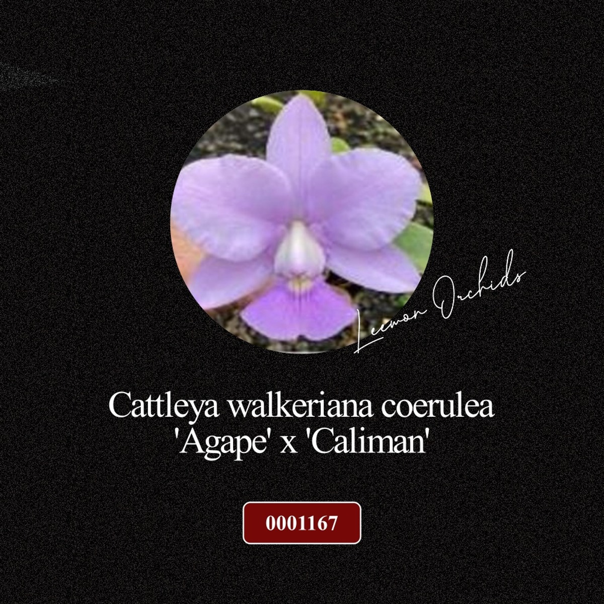[BLACK EDITION- 0001167] Cattleya walkeriana coerulea &#039;Agape&#039; x &#039;Caliman&#039; (선별)