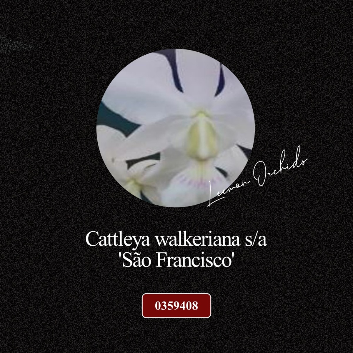 [BLACK EDITION- 0359408] Cattleya walkeriana s/a &#039;São Francisco&#039; (OD)
