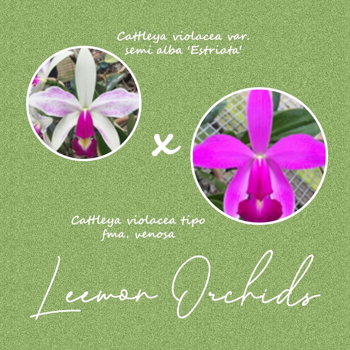 [브라질 DNO124] Cattleya violacea var. semi alba &#039;Estriata&#039; x tipo fma. venosa (온라인 한정재고: 1)
