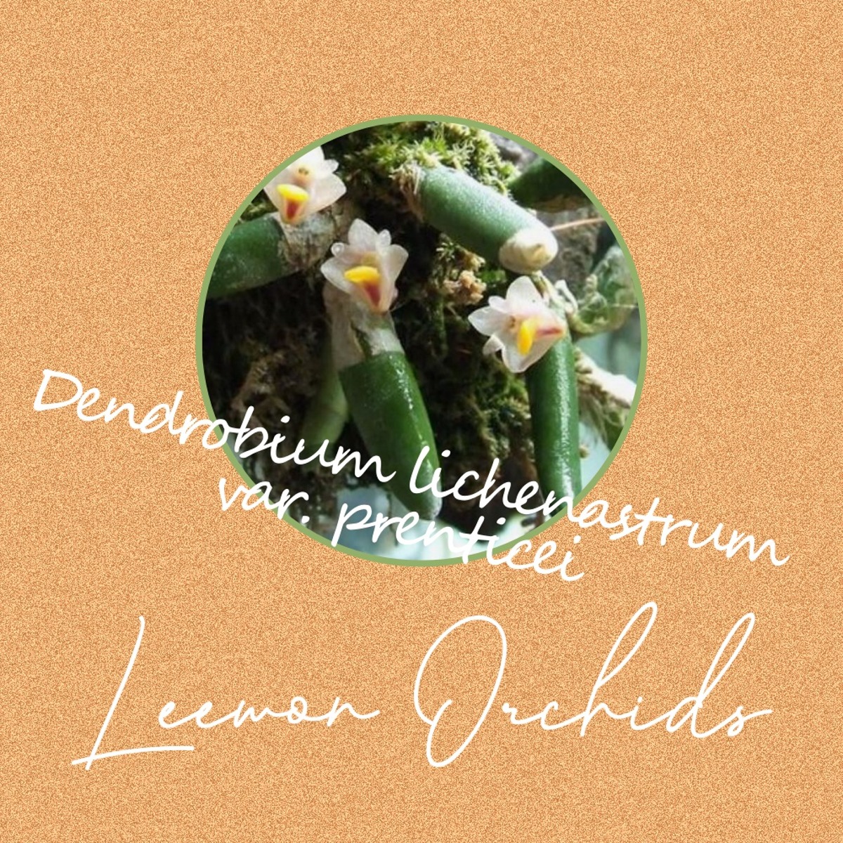 Dendrobium lichenastrum var. prenticei (토분식재/ 온라인 한정재고: 2)덴드로비움 리켄나스트럼 프렌티스아이