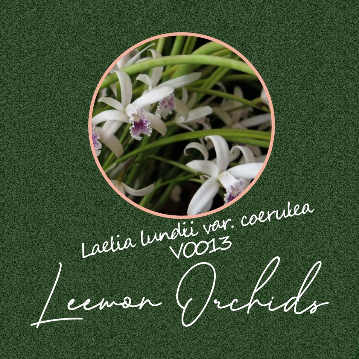 [VO013] 레일리아 룬디아이 씨룰리아 Laelia lundii var. coerulea (온라인 한정재고: 3)