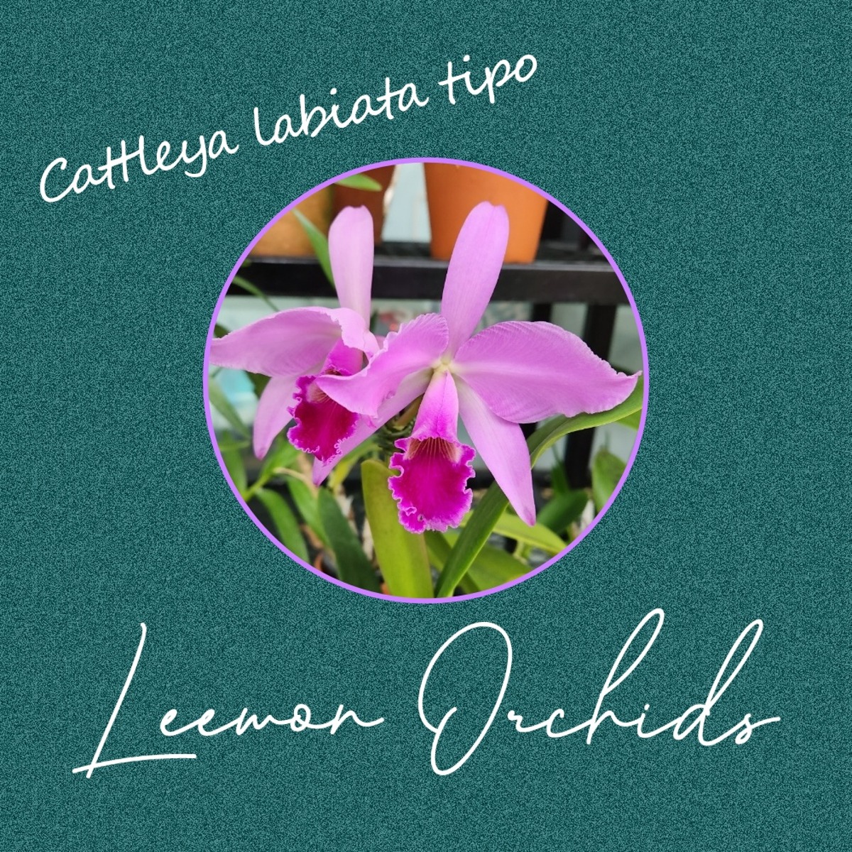 카틀레야 라비아타 티포 Cattleya labiata tipo (화포 O/ 온라인 한정재고: 1)