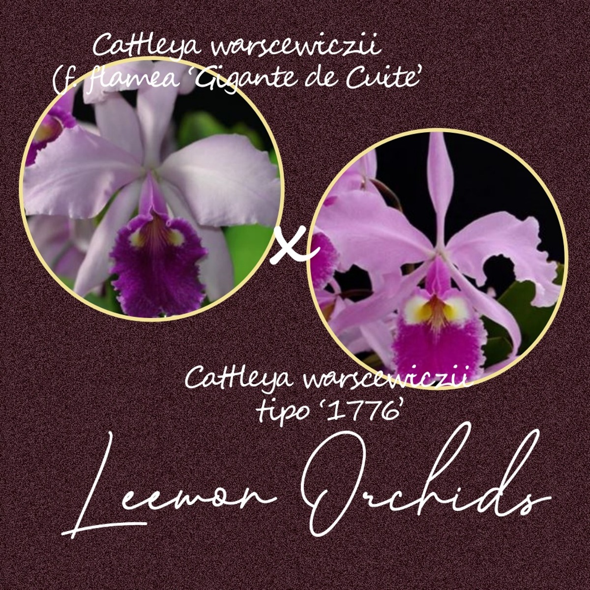 Cattleya warscewiczii x sib (tipo &#039;1776&#039; x flamea &#039;Gigante de Cuite&#039;)  (온라인 한정재고 : 3)