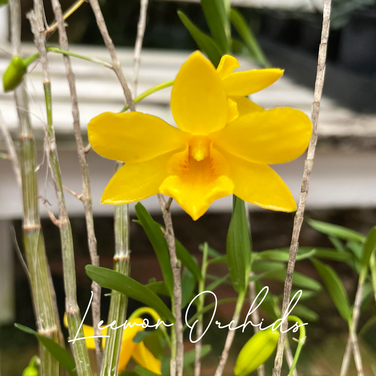 덴드로비움 헨코키아이 Dendrobium hancockii : 꽃대있음 (온라인 한정재고 : 5)