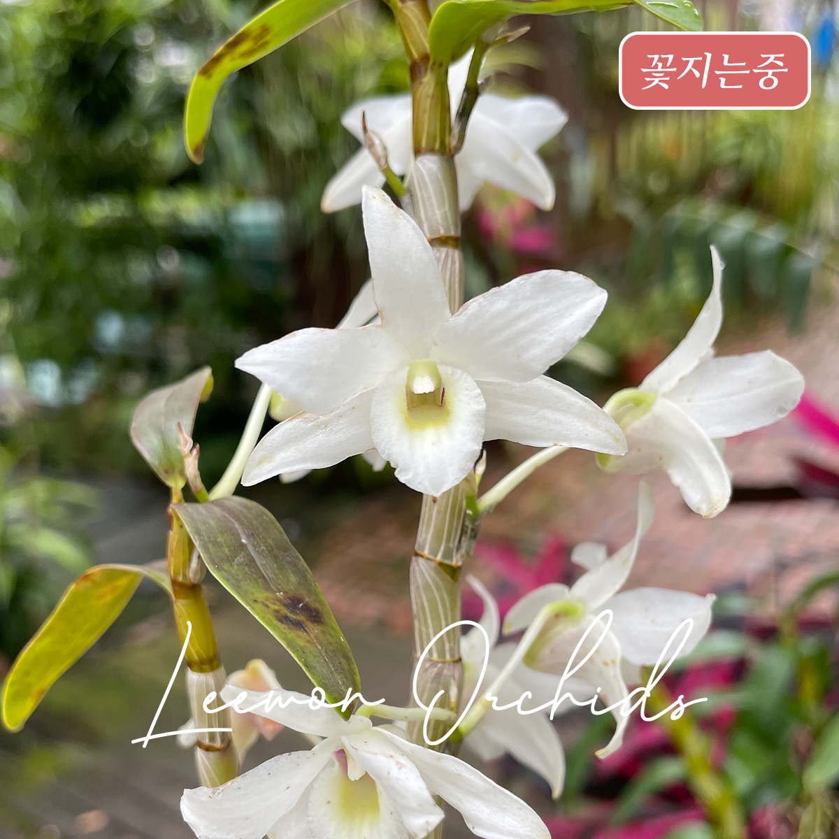 [꽃지는중] 덴드로비움 일월성(日月星) 화이트 Dendrobium (officinale x moniliforme) white