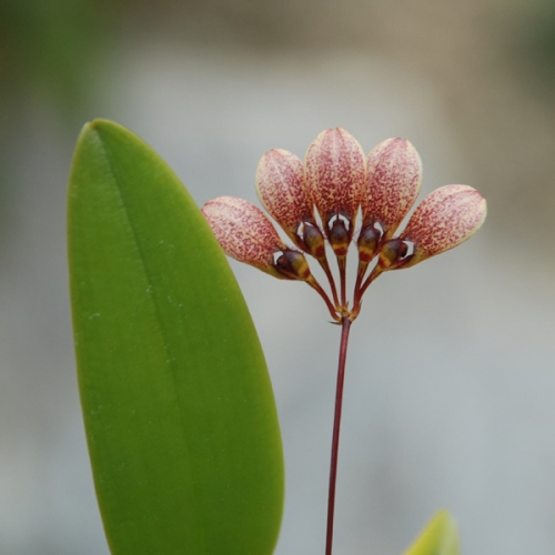 벌버필름 레피덤 Bulbophyllum lepidum(대형)