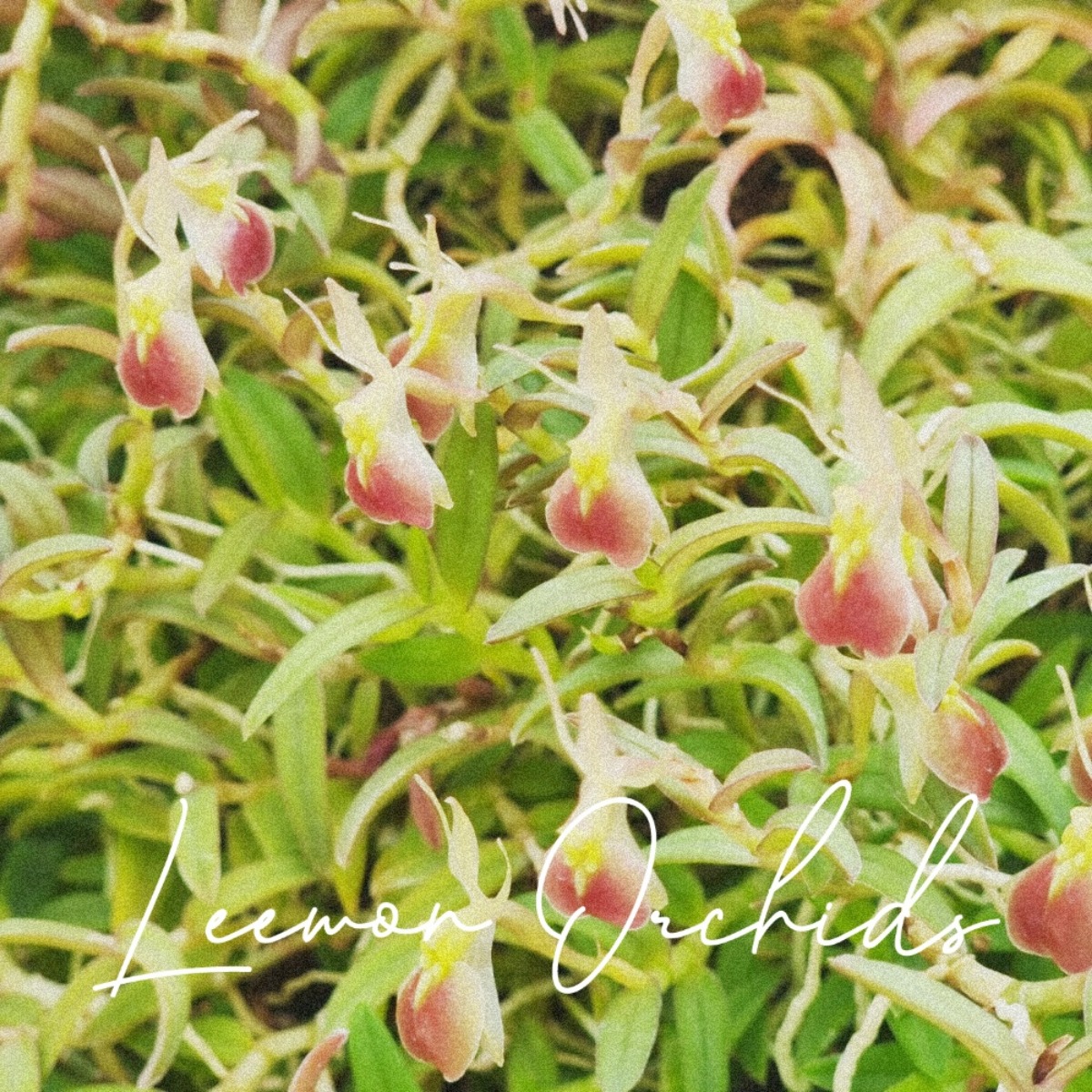 에피덴드럼 포팩스 Epidendrum porpax