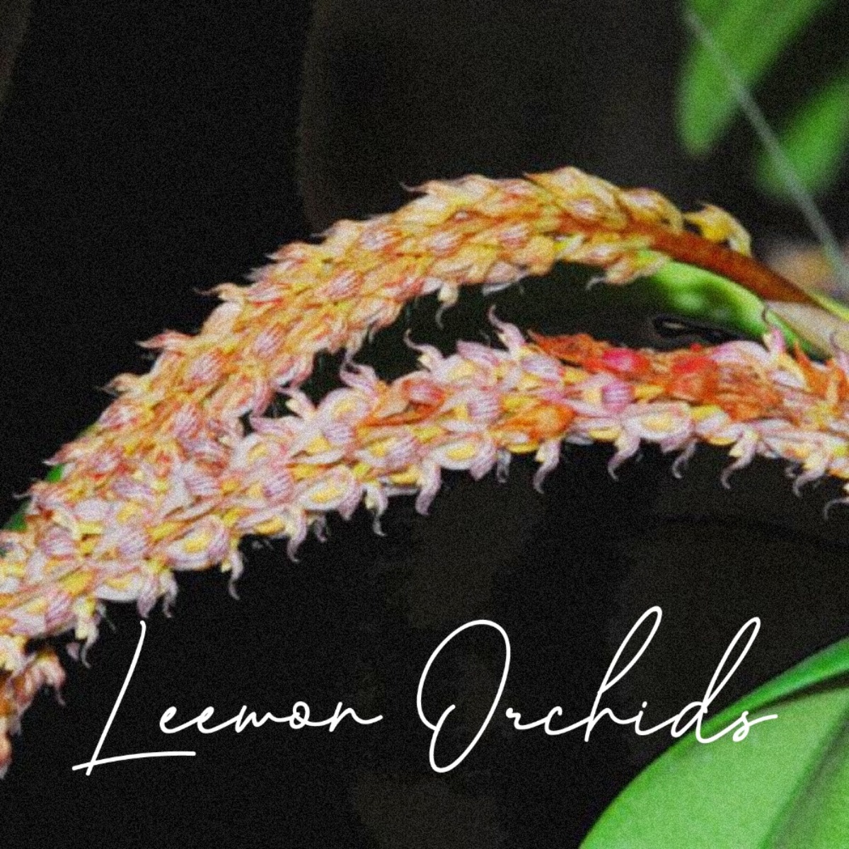 벌버필름 크라시페스 Bulbophyllum crassipes (온라인 한정재고: 20)
