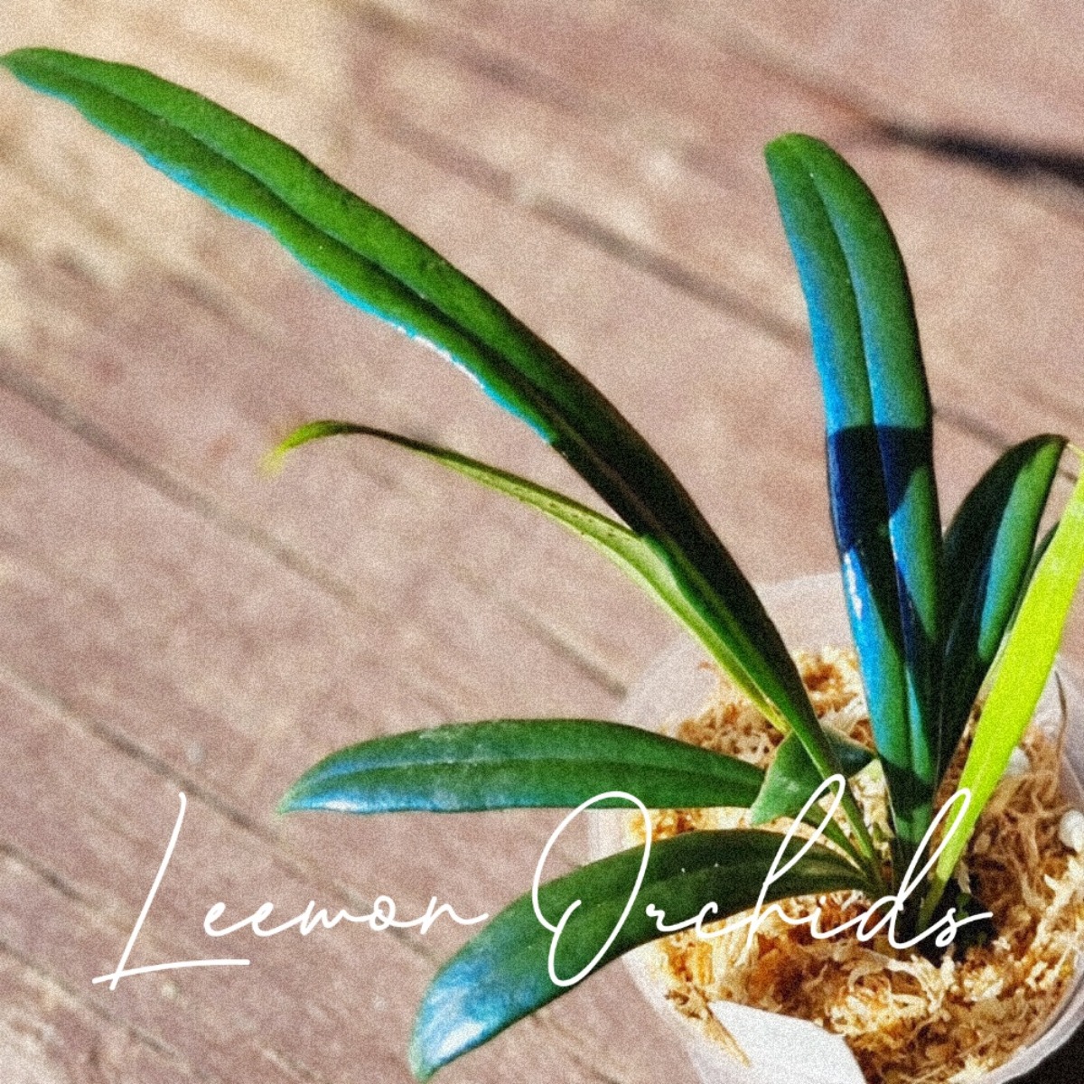 오일블루고사리 (청광일엽) Microsorum thailandicum (특가 온라인 한정재고: 7)