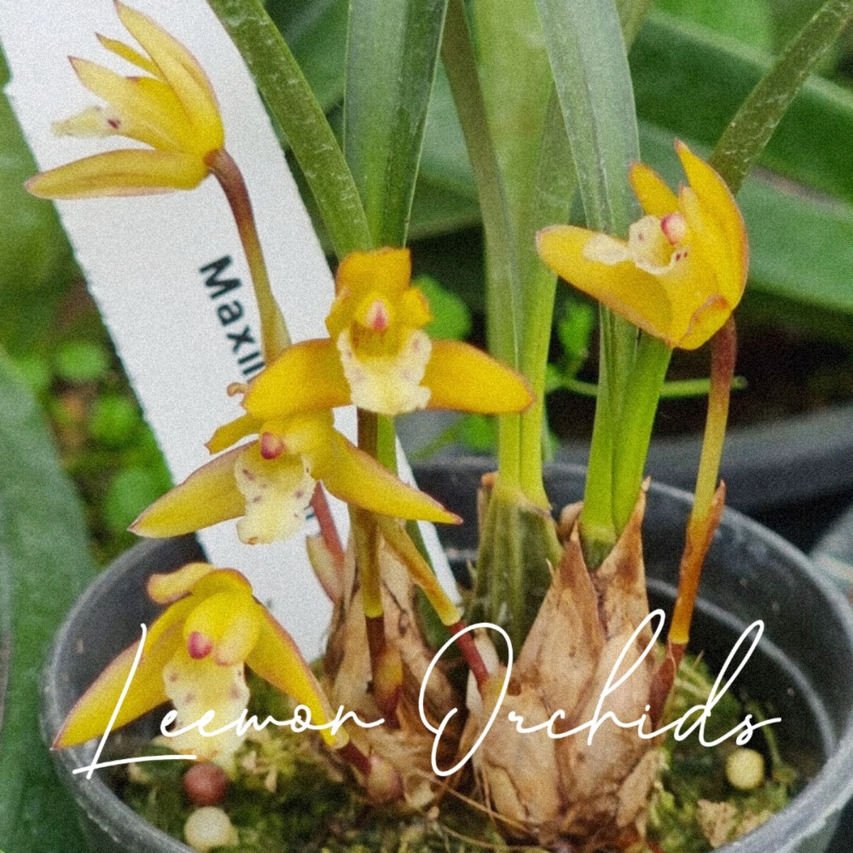 막실라리아 그라실리스 Maxillaria gracilis