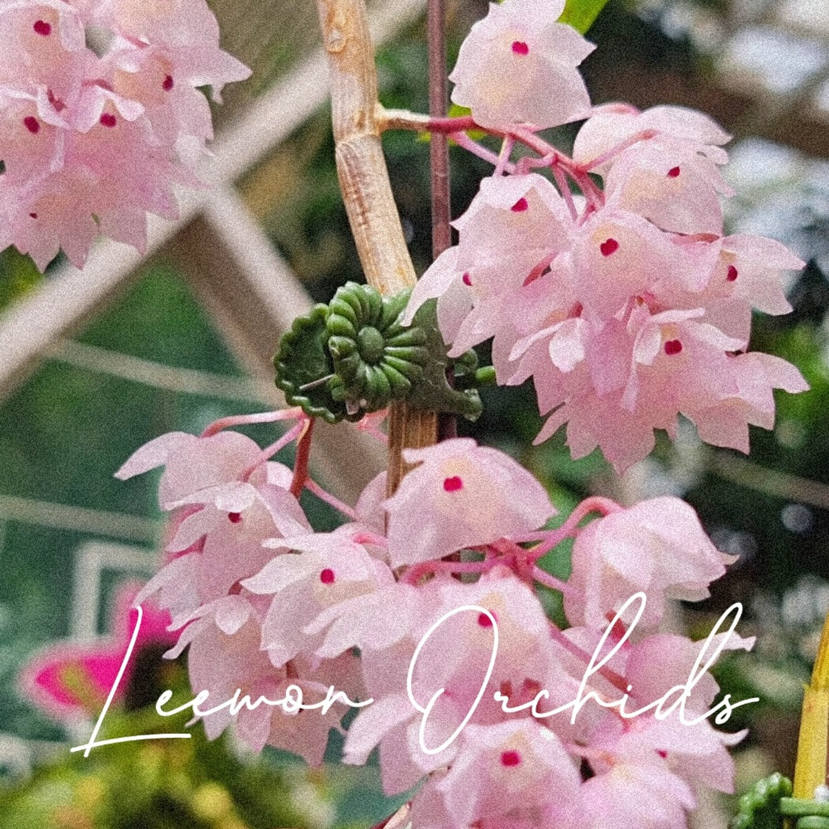 덴드로비움 링규엘라 Dendrobium linguella (꽃대O 특대품/온라인 한정재고: 1)