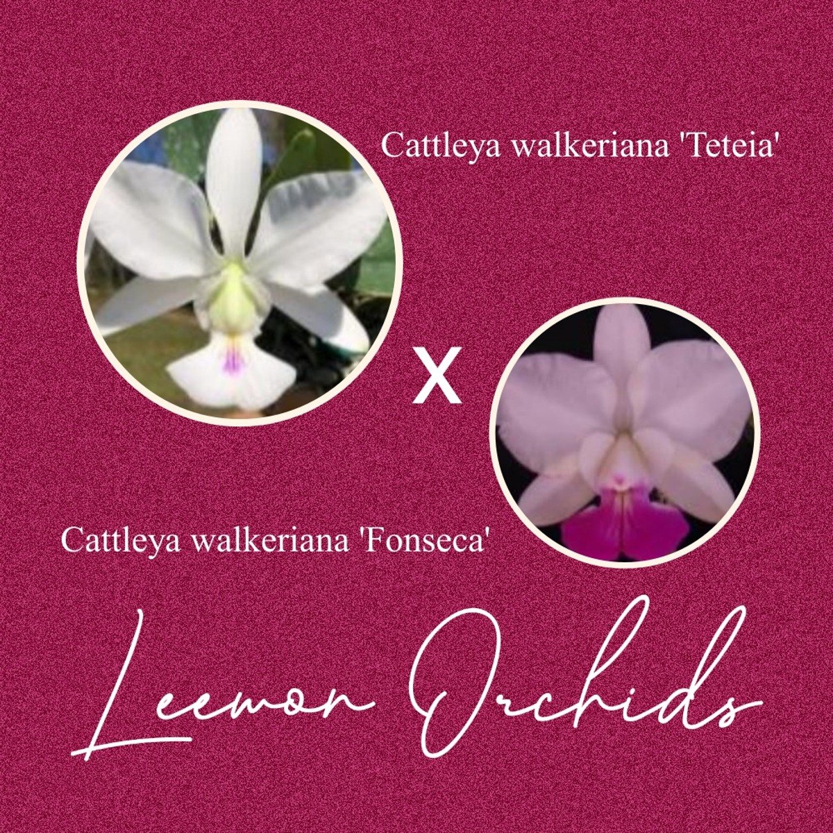 [브라질 TXF] Cattleya walkeriana &#039;Teteia&#039; x &#039;Fonseca&#039; (활착전/온라인 한정재고: 1)