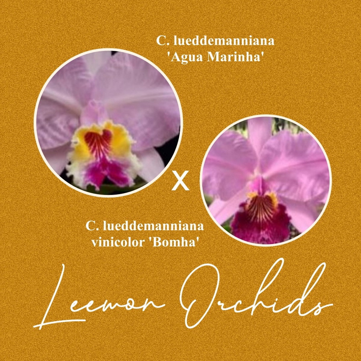[브라질 DNO113] C. lueddemanniana  &#039;Agua Marinha&#039; x vinicolor &#039;Bomha&#039; (온라인 한정재고: 1)