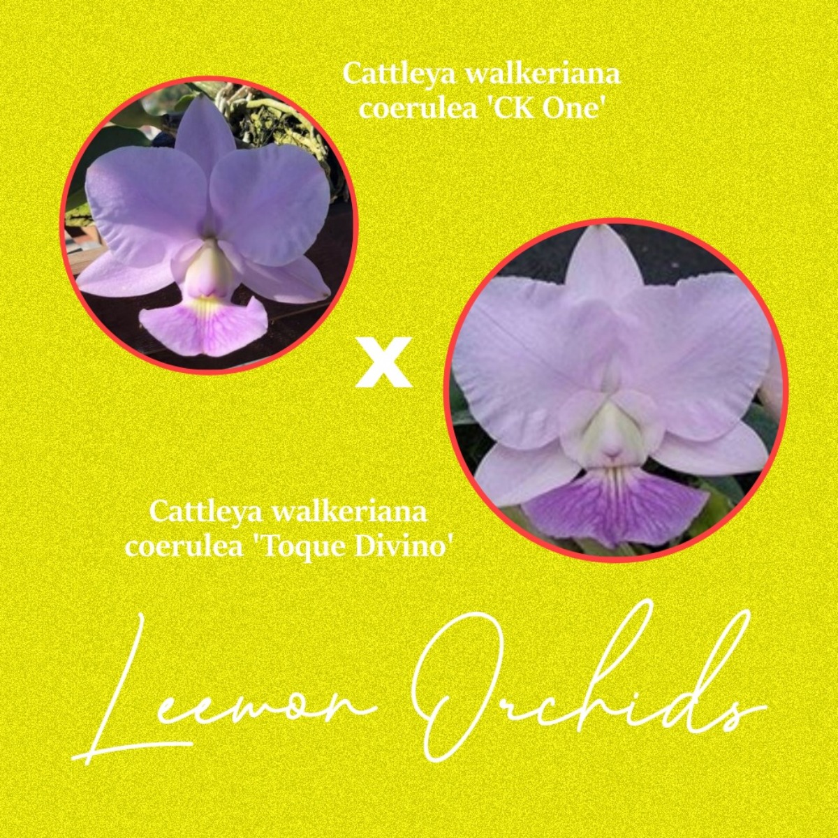 Cattleya walkeriana coerulea (&#039;CK One&#039; x Toque Divino&#039;) (토분식재/ 온라인 한정재고: 1)