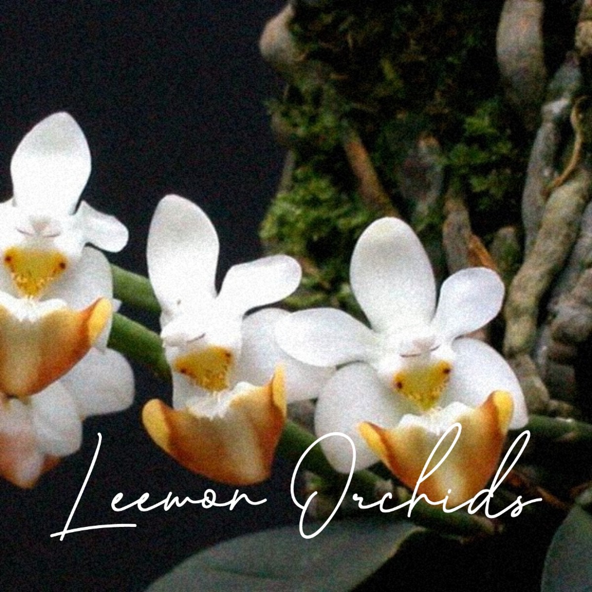 페일레놉시스 로비아이 Phalaenopsis lobbii (온라인 한정재고: 1)