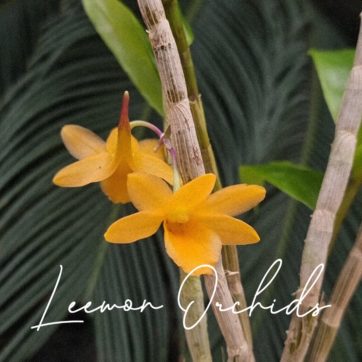 덴드로비움 씨얼아이넘 Dendrobium cerinum (온라인 한정재고: 1)