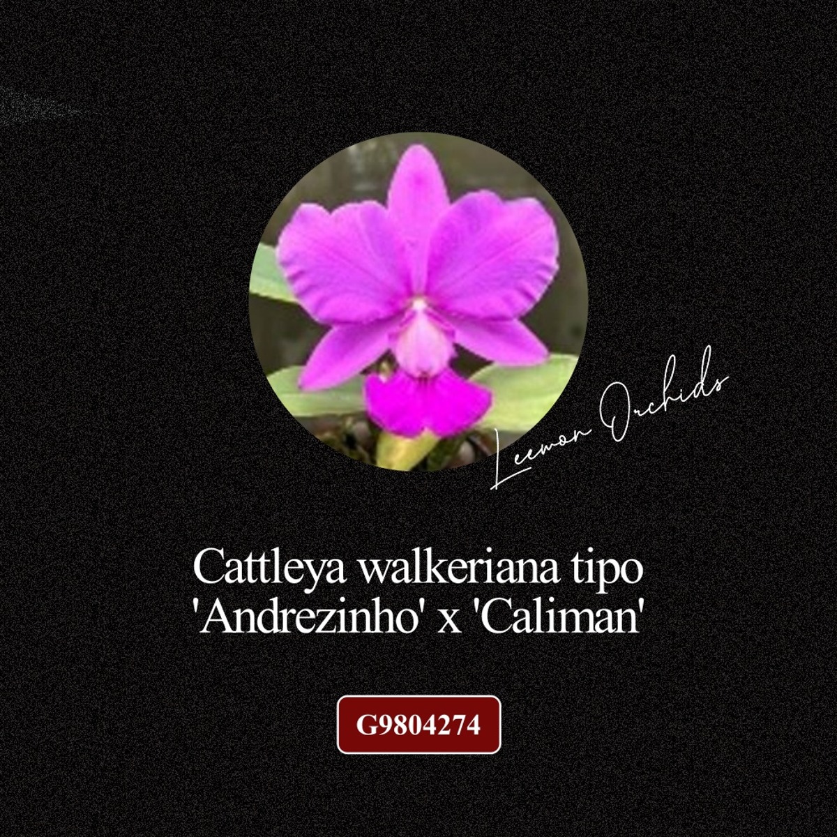 [BLACK EDITION- G9804274] Cattleya walkeriana tipo &#039;Andrezinho&#039; x &#039;Caliman&#039;