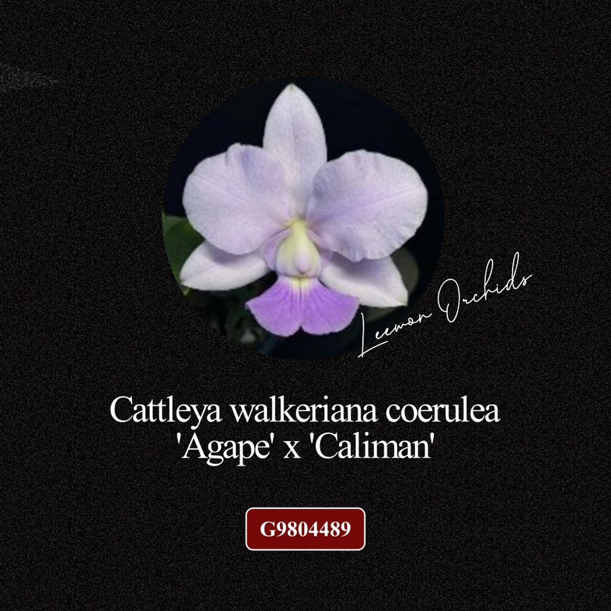 [BLACK EDITION- G9804489] Cattleya walkeriana coerulea &#039;Agape&#039; x &#039;Caliman&#039;