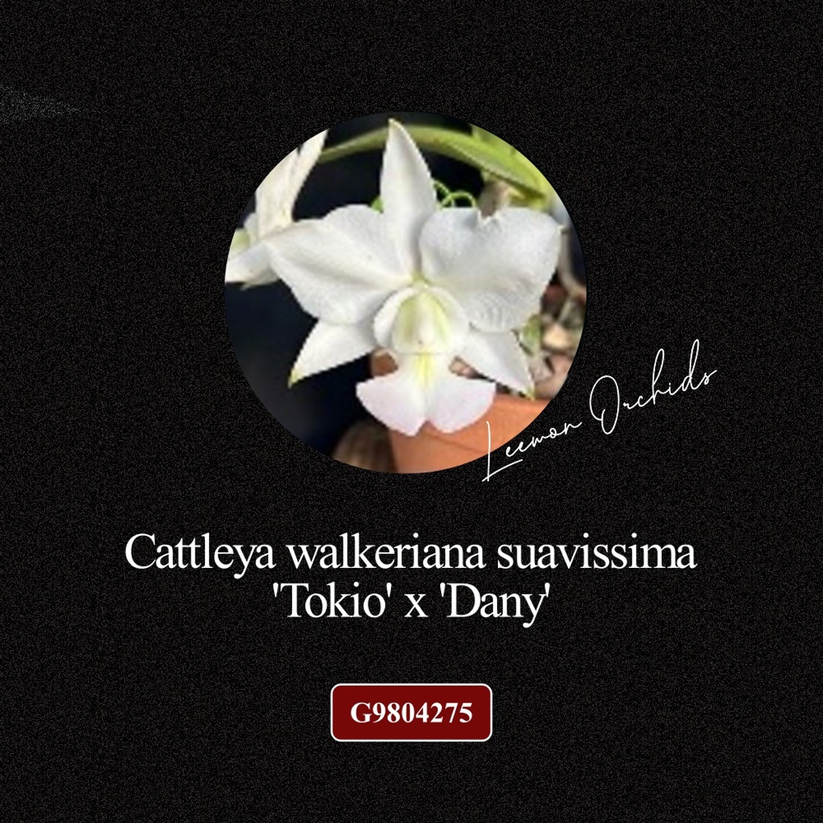 [BLACK EDITION- G9804275] Cattleya walkeriana suavissima &#039;Tokio&#039; x &#039;Dany&#039;