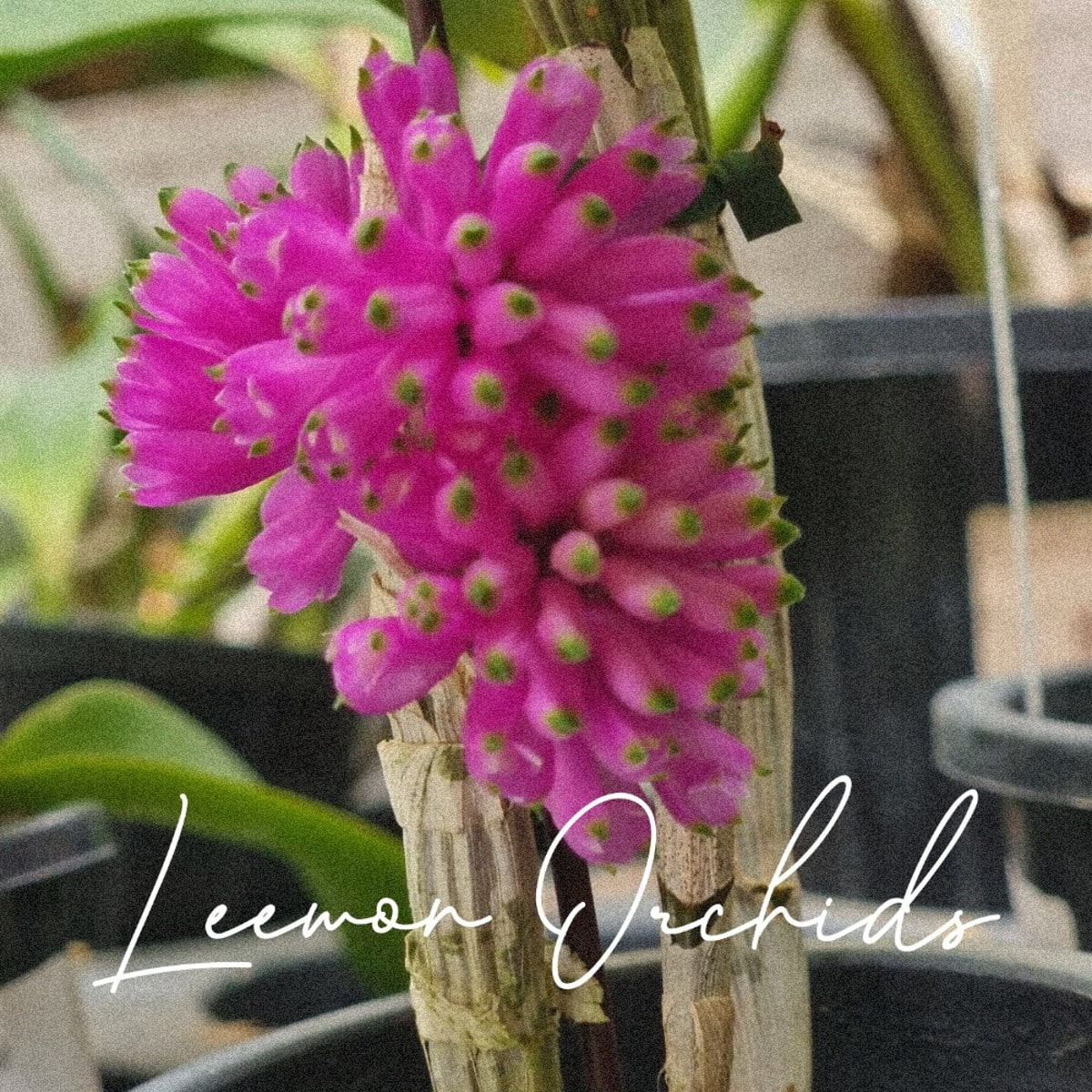 덴드로비움 퍼퍼리엄 레드 Dendrobium purpureum red (개화/ 온라인 한정재고: 1)