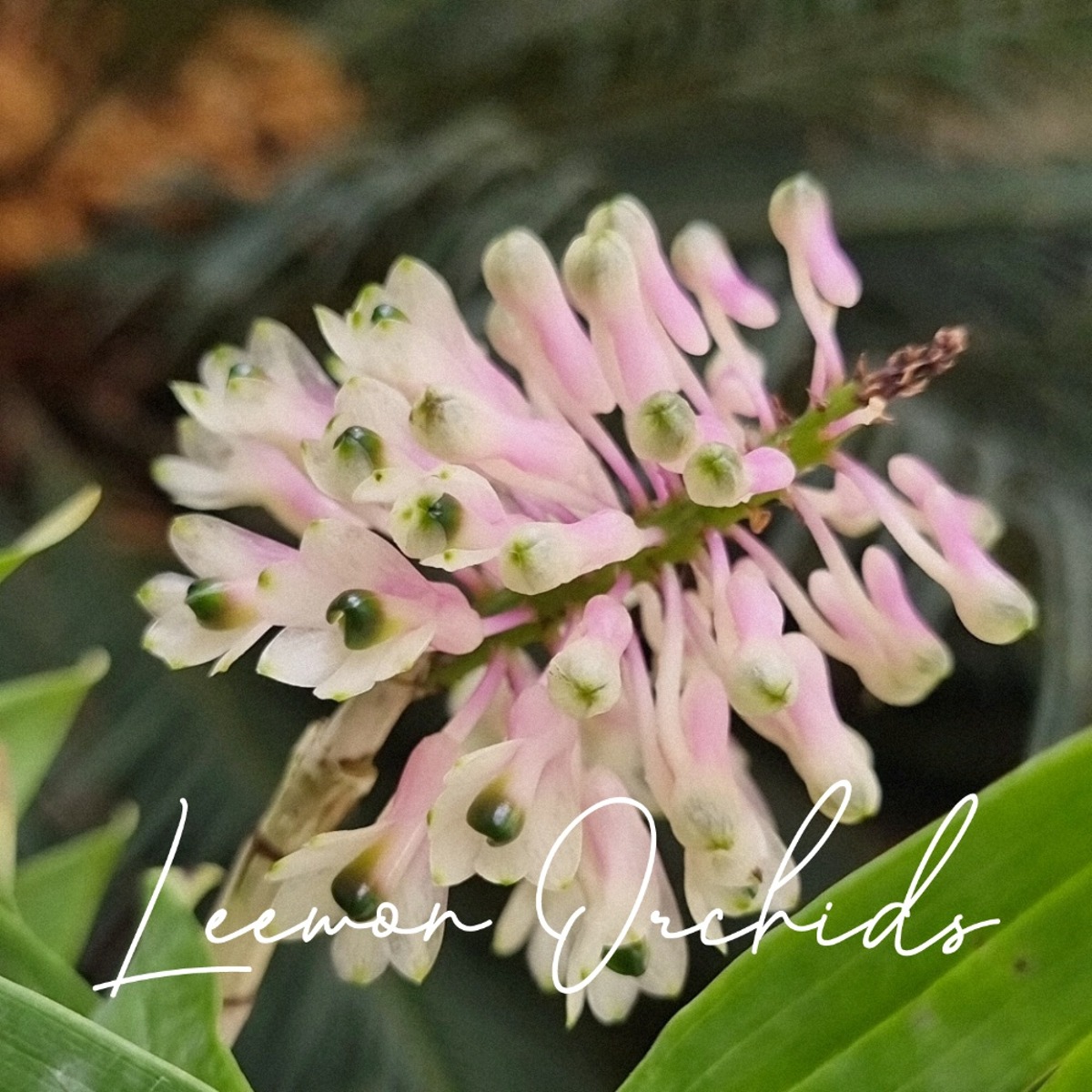 덴드로비움 스마일리아이 Dendrobium smilliae (온라인 한정재고: 1)