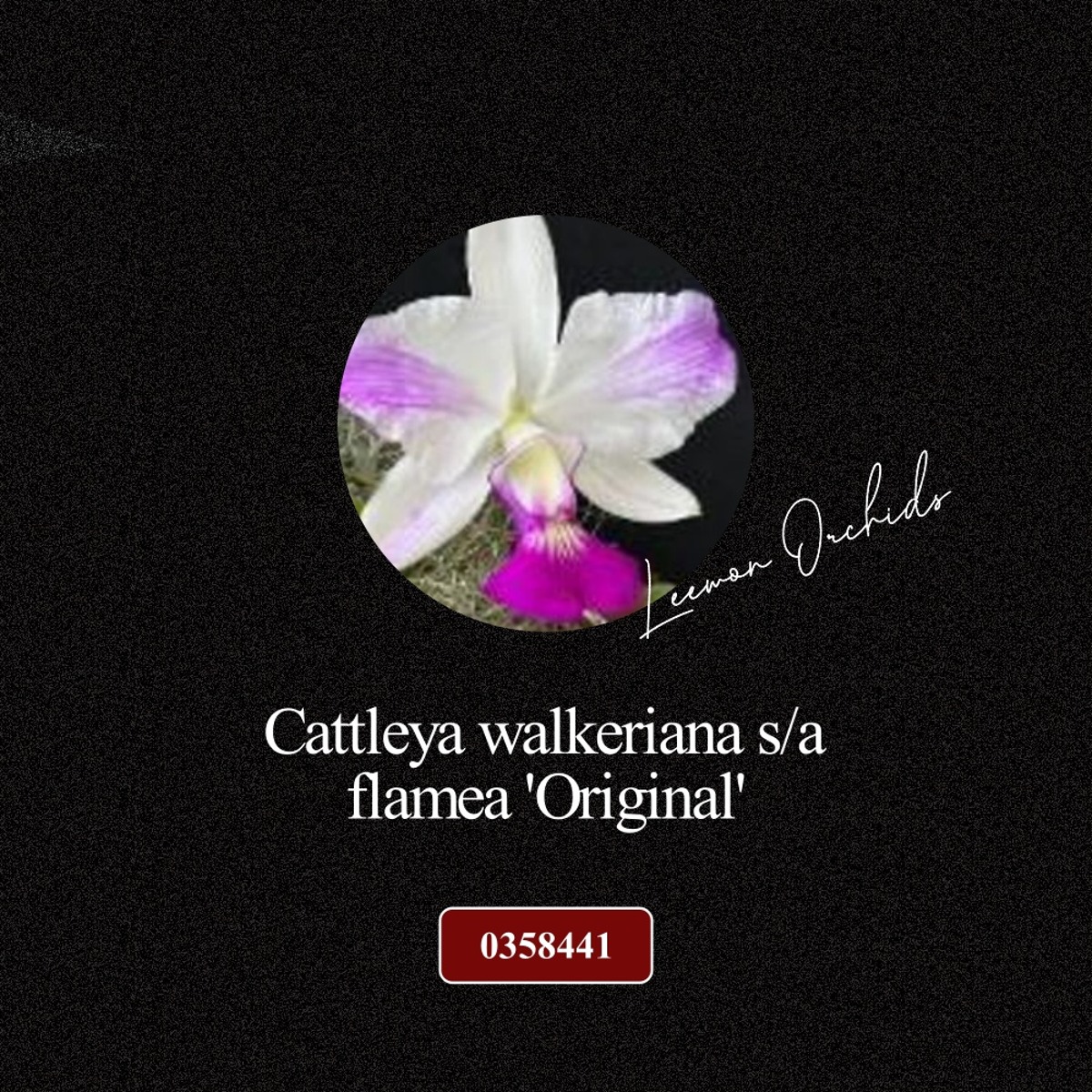 [BLACK EDITION- 0358441] Cattleya walkeriana s/a  flamea &#039;Original&#039;