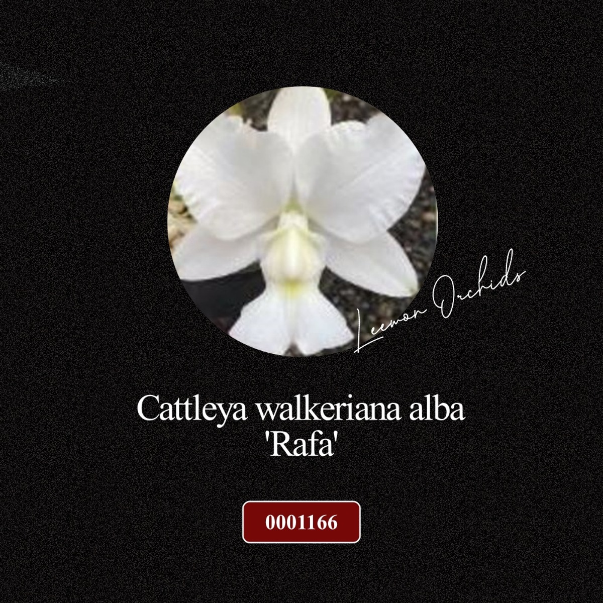 [BLACK EDITION- 0001166] Cattleya walkeriana alba &#039;Rafa&#039;