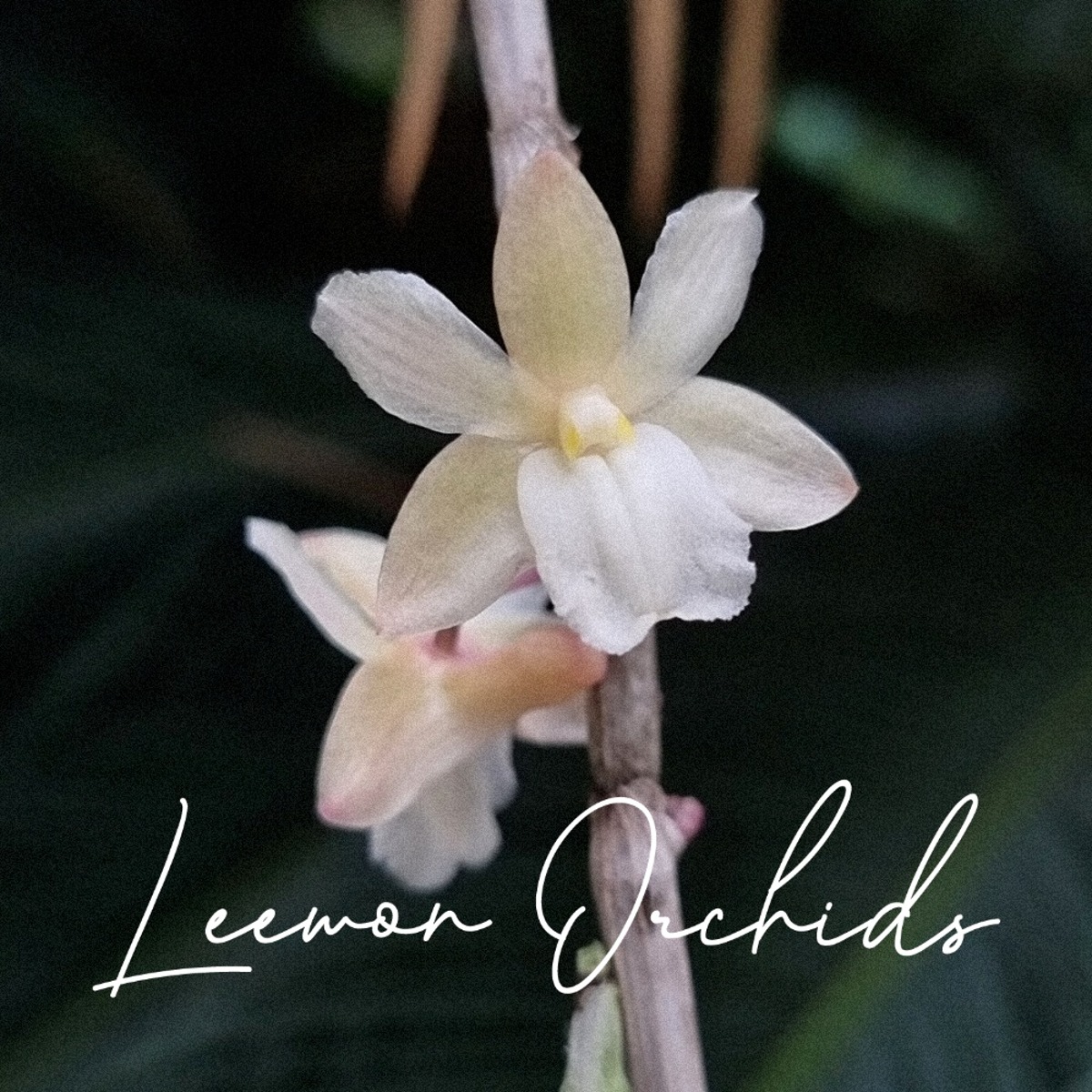 덴드로비움 씬에어리엄 Dendrobium cinereum (온라인 한정재고: 1)