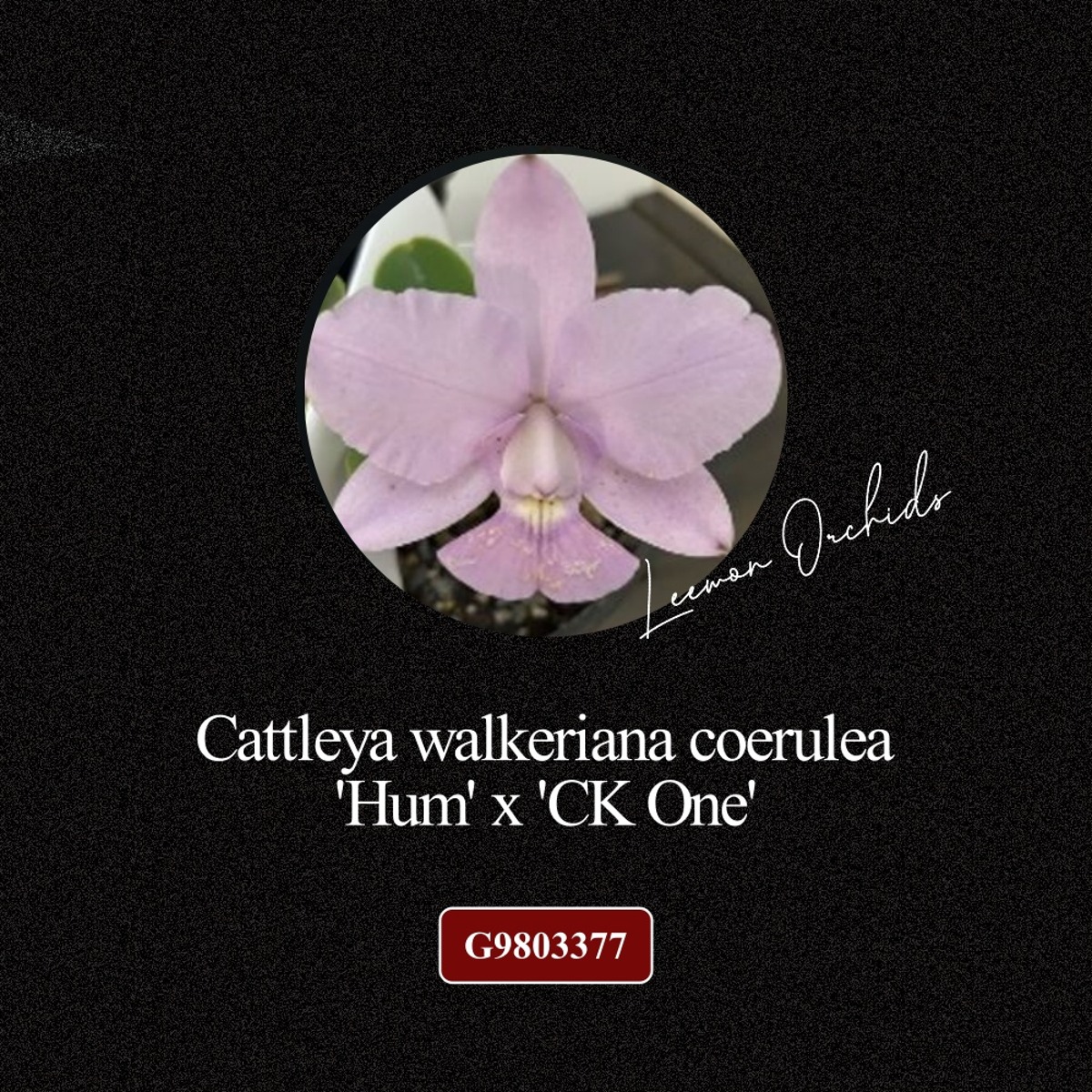 [BLACK EDITION- G9803377] Cattleya walkeriana coerulea &#039;Hum&#039; x &#039;CK One&#039;