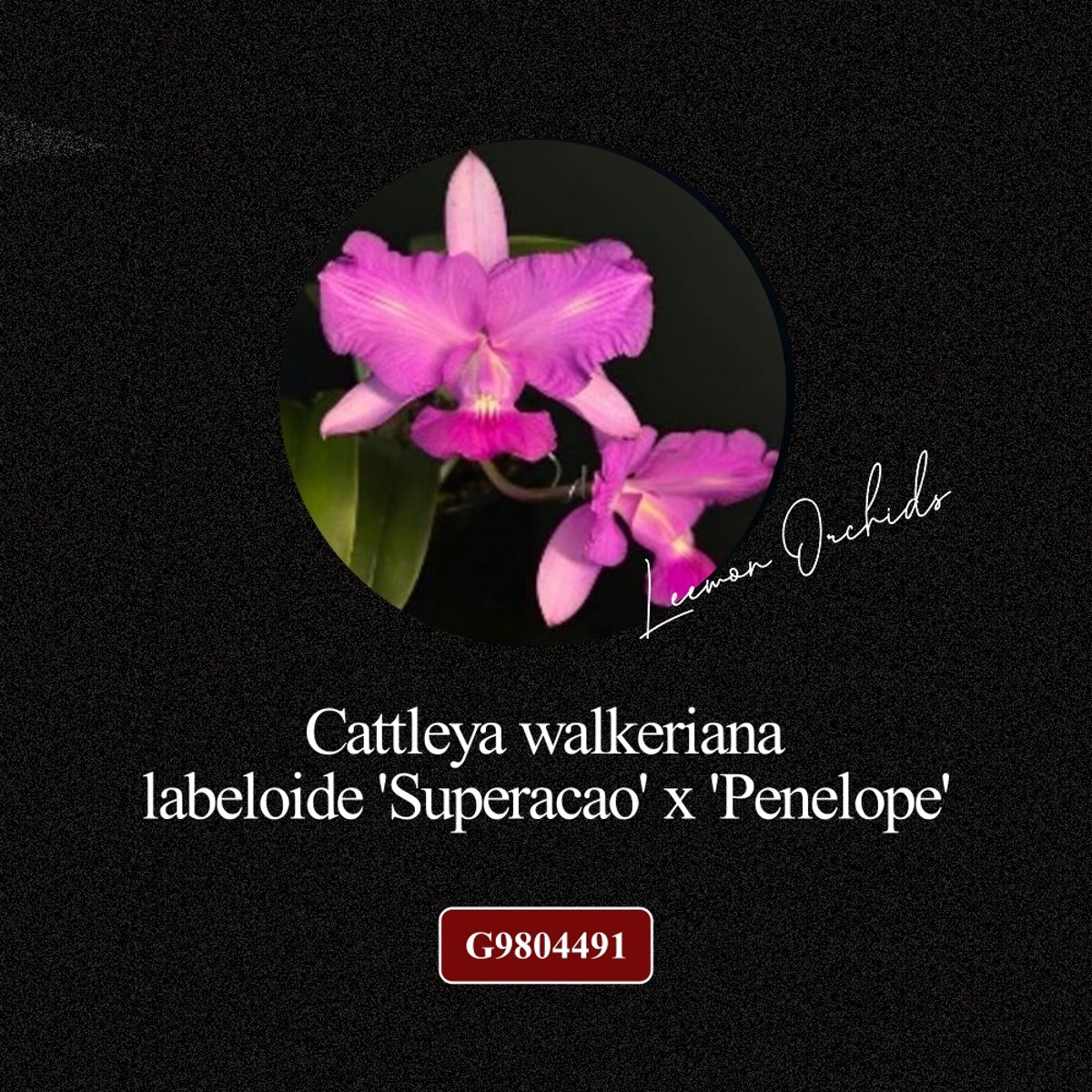 [BLACK EDITION- G9804491] Cattleya walkeriana labeloide &#039;Superacao&#039; x &#039;Penelope&#039;