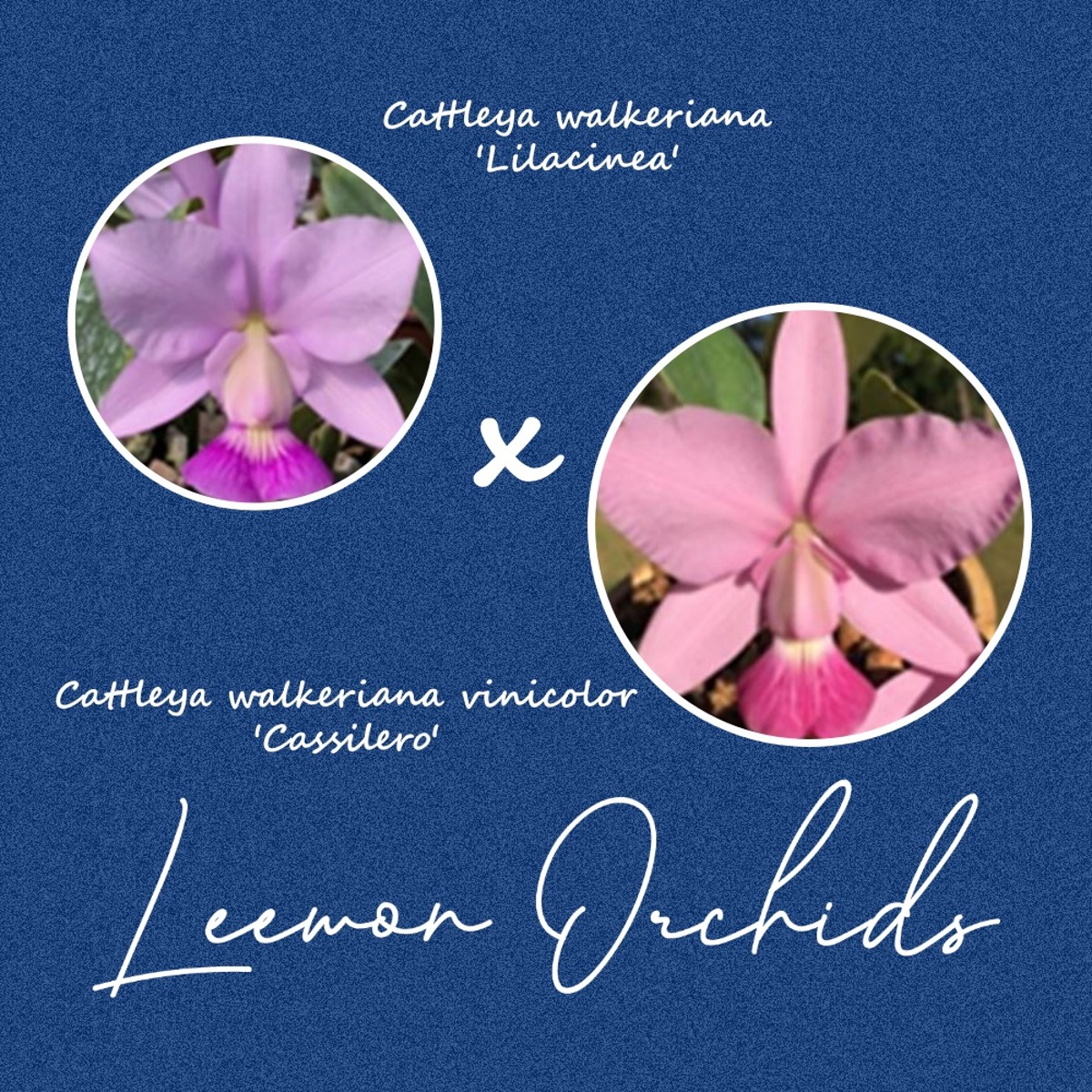 [브라질 DNO131] Cattleya walkeriana (&#039;Lilacinea&#039; x vinicolor &#039;Cassilero&#039;) (온라인 한정재고: 3)