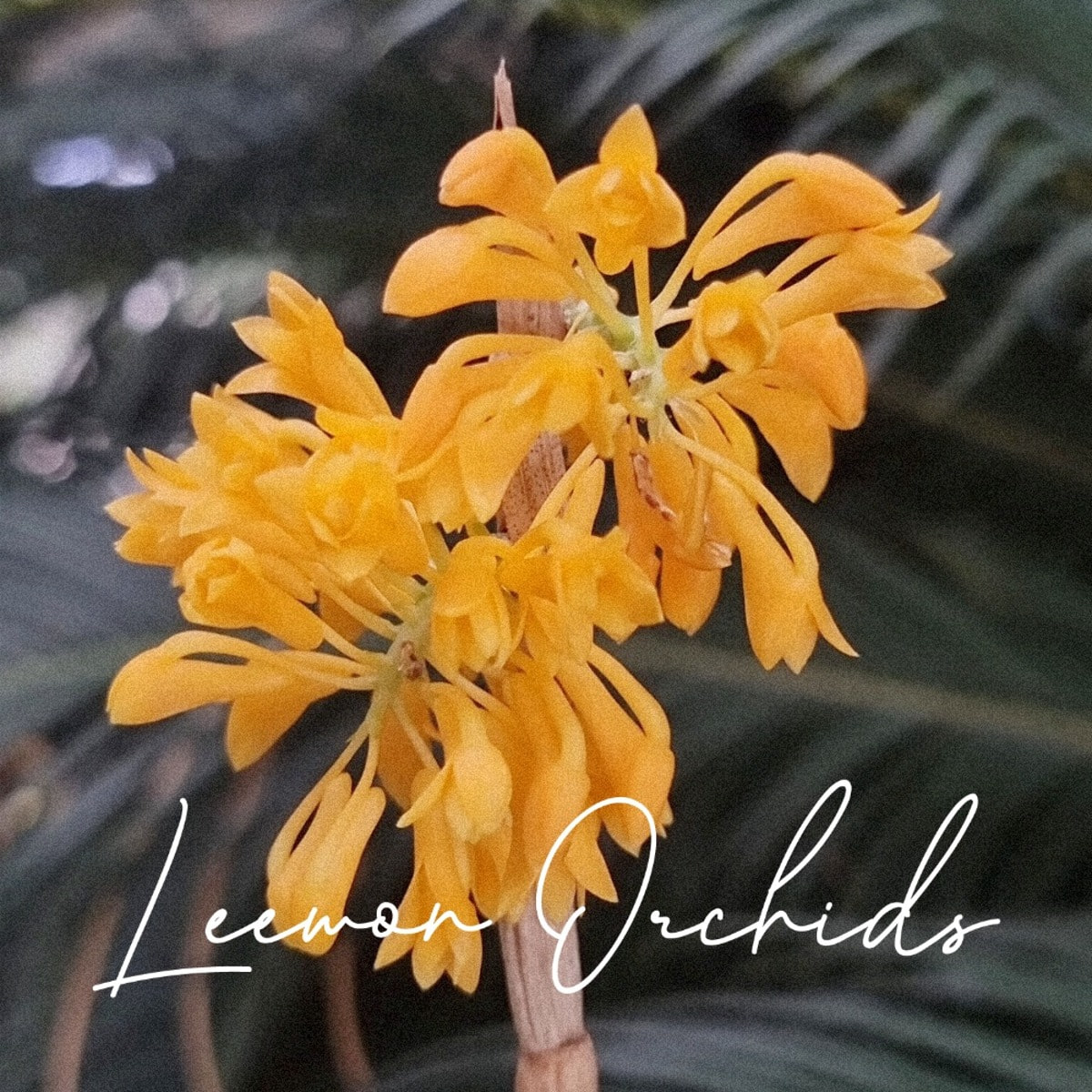 덴드로비움 티온기아이 Dendrobium tiongii (온라인 한정재고: 1)