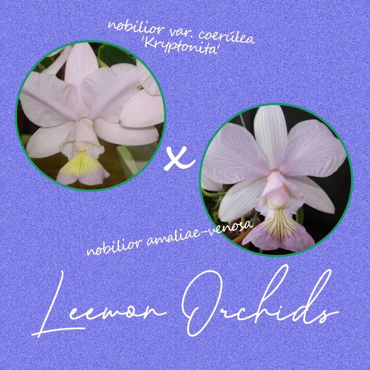 [브라질 KRYXV] Cattleya nobilior var. coerúlea &#039;Kryptonita&#039; x amaliae-venosa (유묘/ 온라인 한정재고: 3)