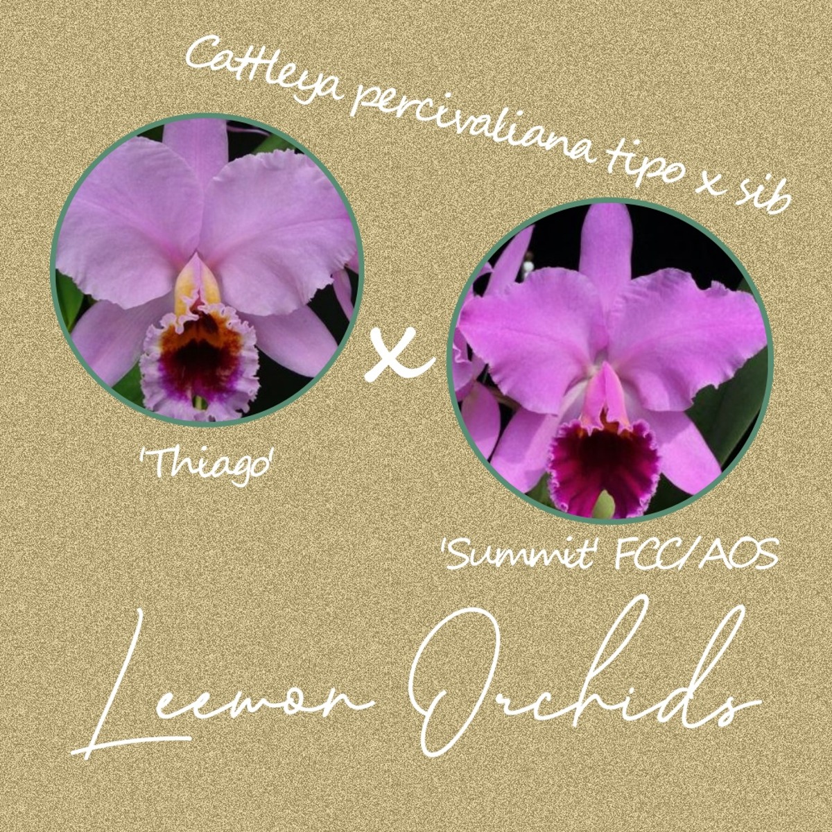[C1690] Cattleya percivaliana tipo x sib (&#039;Thiago&#039; x &#039;Summit&#039; FCC/AOS) (중묘/ 온라인 한정재고: 3)