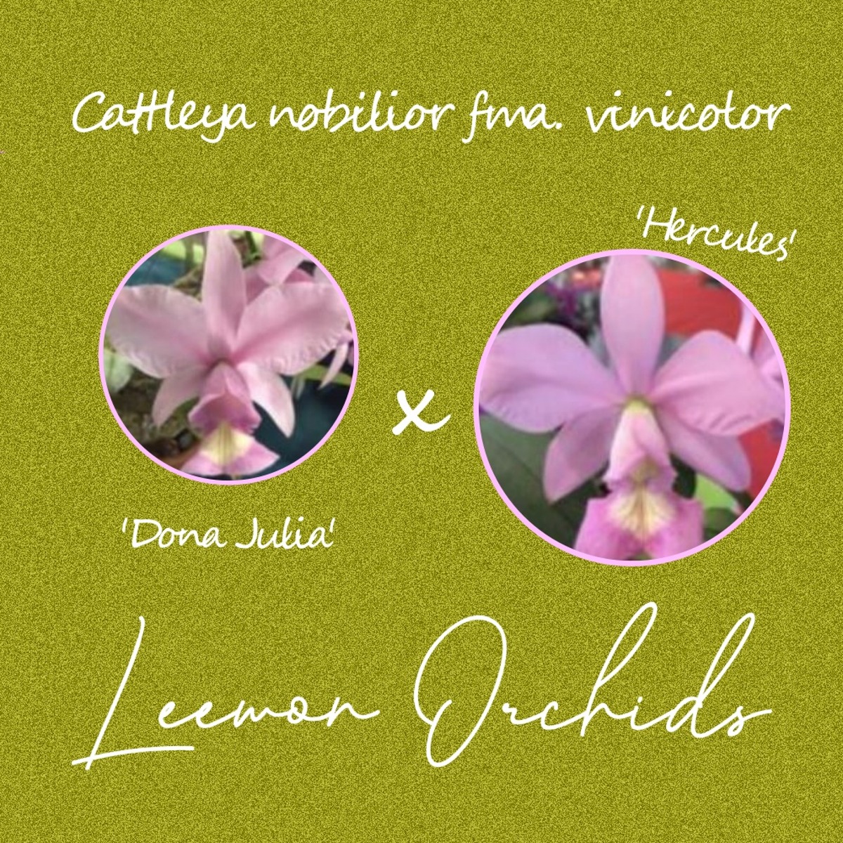 [브라질 DNO25] Cattleya nobilior fma. vinicolor (&#039;Dona Julia&#039; x&#039;Hercules&#039;) (온라인 한정재고: 2)