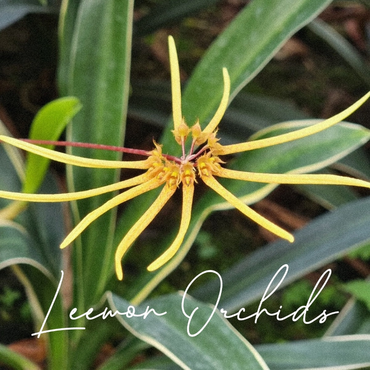 벌보필럼 매코야넘 Bulbophyllum makoyanum (개화/ 온라인 한정재고: 3)