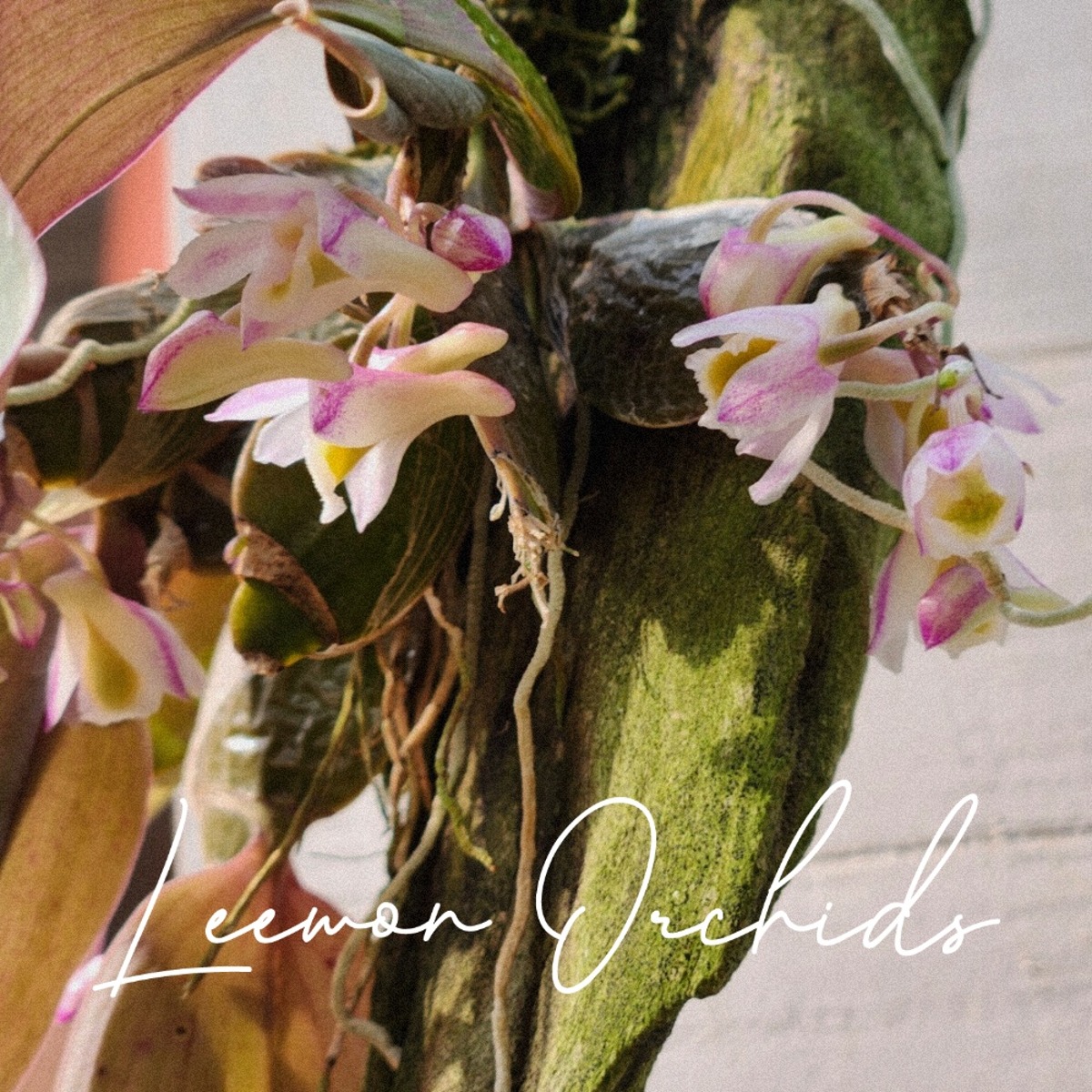 덴드로비움 수도라멜라툼 Dendrobium pseudolamellatum (목부작/ 꽃대O/ 온라인 한정재고: 1)
