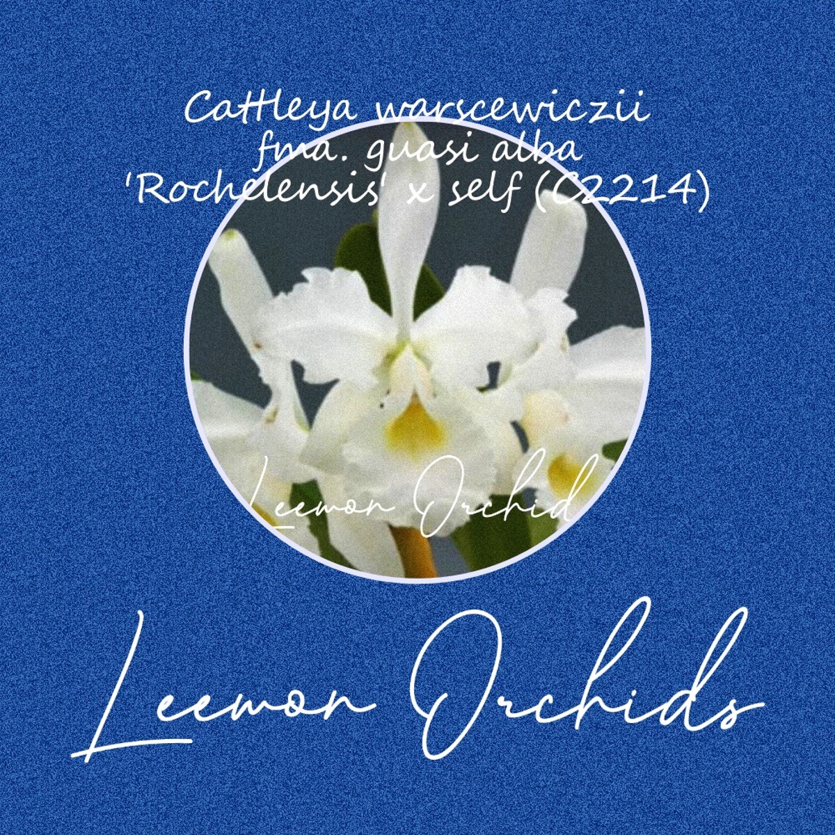 Cattleya warscewiczii  fma. guasi alba &#039;Rochelensis&#039; x self (중묘/ 온라인 한정재고: 3)
