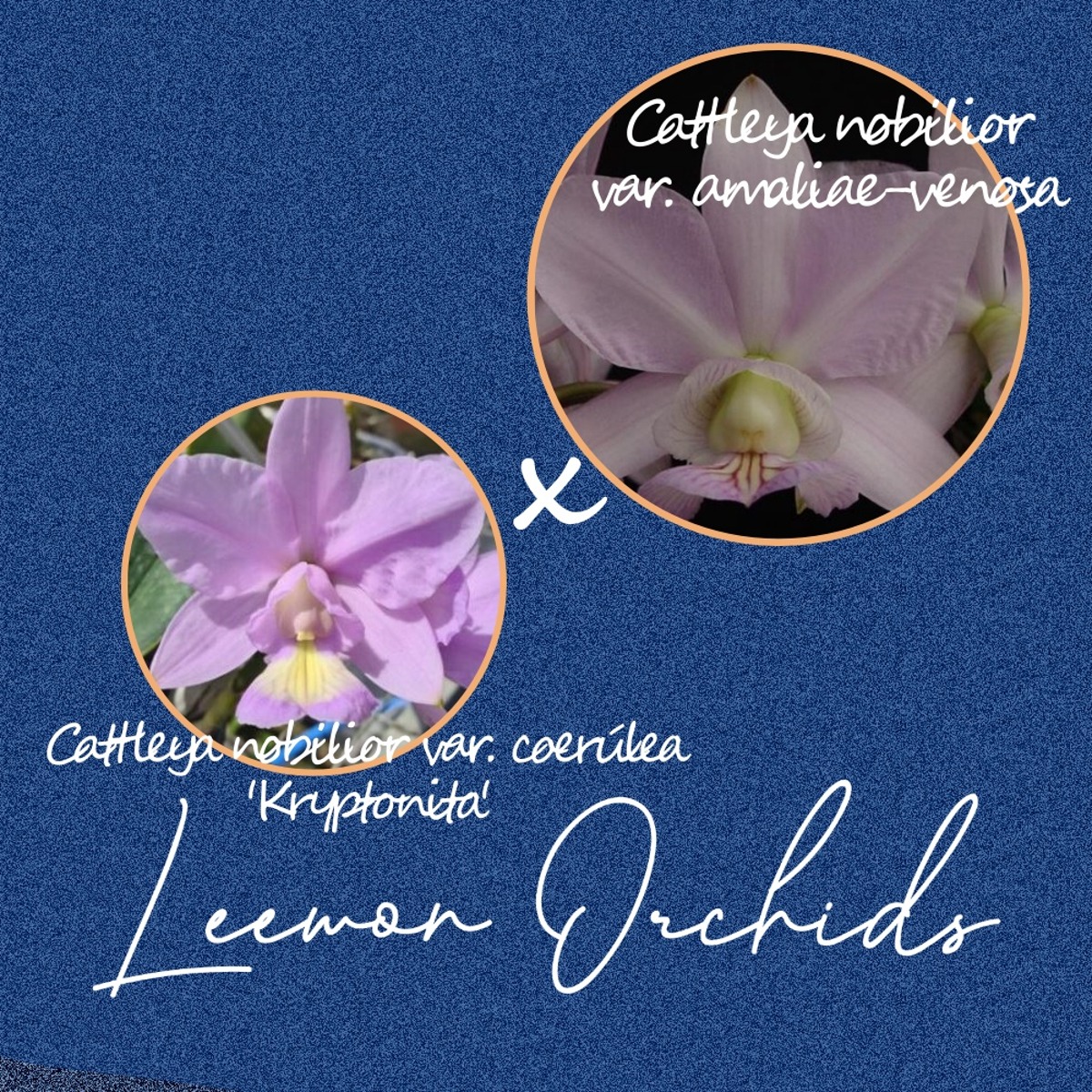 [브라질 KRYXV] Cattleya nobilior var. coerúlea &#039;Kryptonita&#039; x amaliae-venosa (유묘)