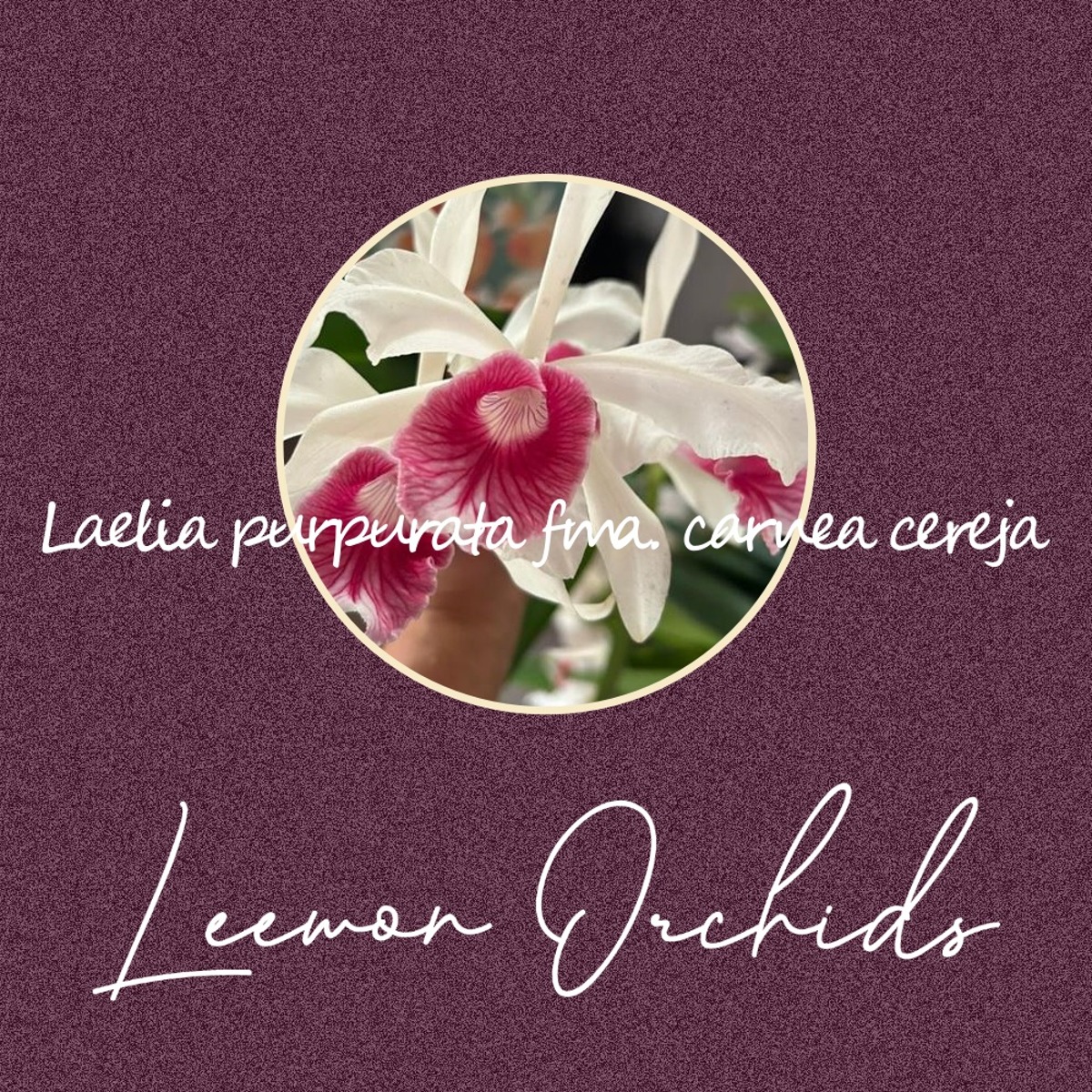 [브라질 New] Laelia purpurata fma. carnea cereja (개화주/ 뿌리 X/ 온라인 한정재고: 2)